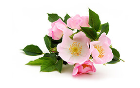 huile végétale bio rose musquée